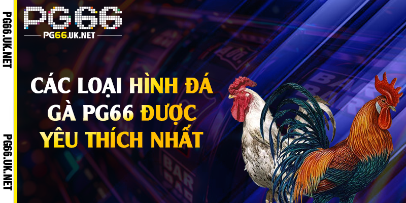 Các loại hình đá gà PG66 được yêu thích nhất